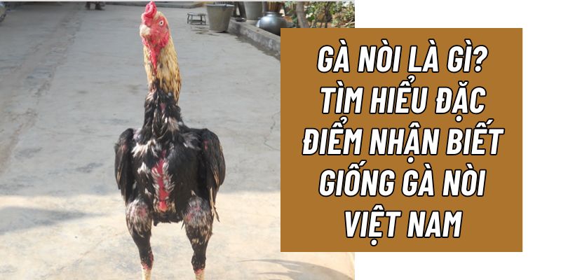 Đá Gà Nòi 69VN - Hình Thức Cá Cược Thú Vị Hiện Nay