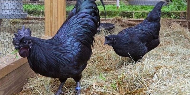 Giống gà Ayam Cemani chứa lượng sắt cao