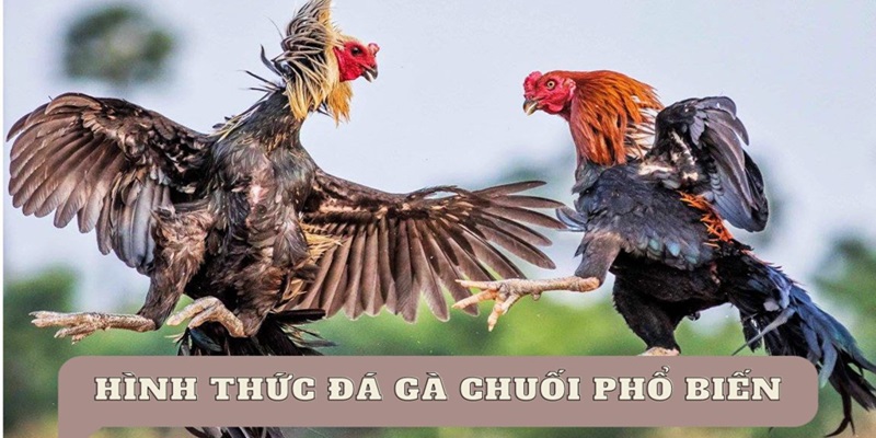 Ưu điểm hình thức đá gà chọi chuối 69vn