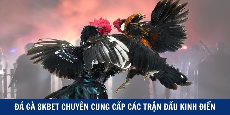  Đá gà 8kbet chuyên cung cấp các trận đấu kinh điển