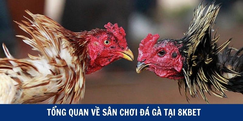 Tổng quan về sân chơi đá gà tại 8kbet